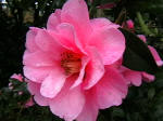 Camellia Leonard Messel